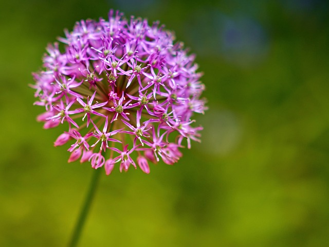 Free Flower Blossom photo and picture
