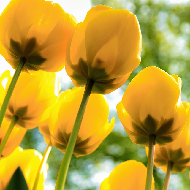 Free Garden Nature photo and picture