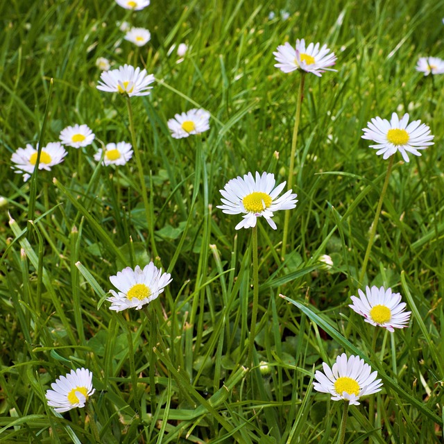 Free Meadow Flower photo and picture