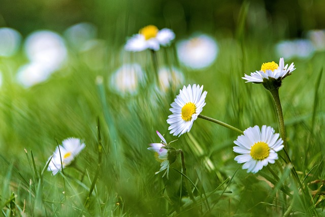 Free Meadow Nature photo and picture