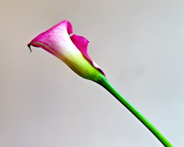 Free Nature Close Up photo and picture