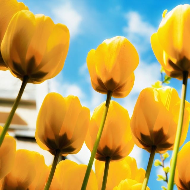 Free Nature Close Up photo and picture