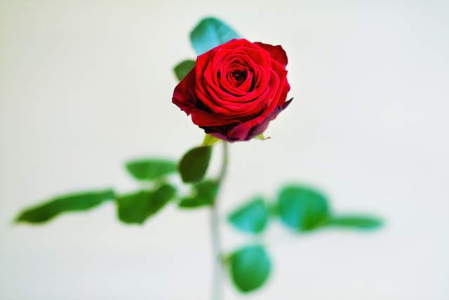 Free Rose Blossom photo and picture