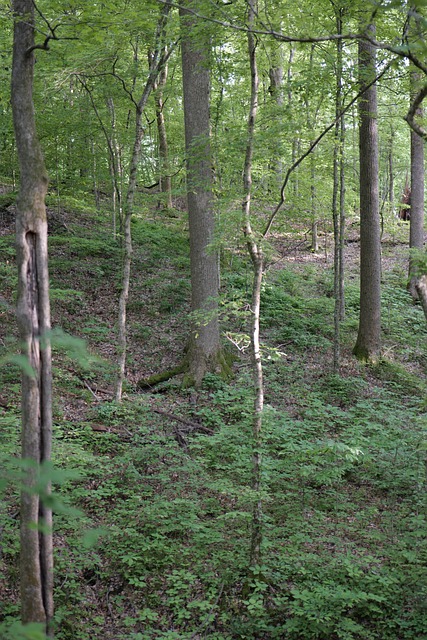 Free Forest Trees photo and picture