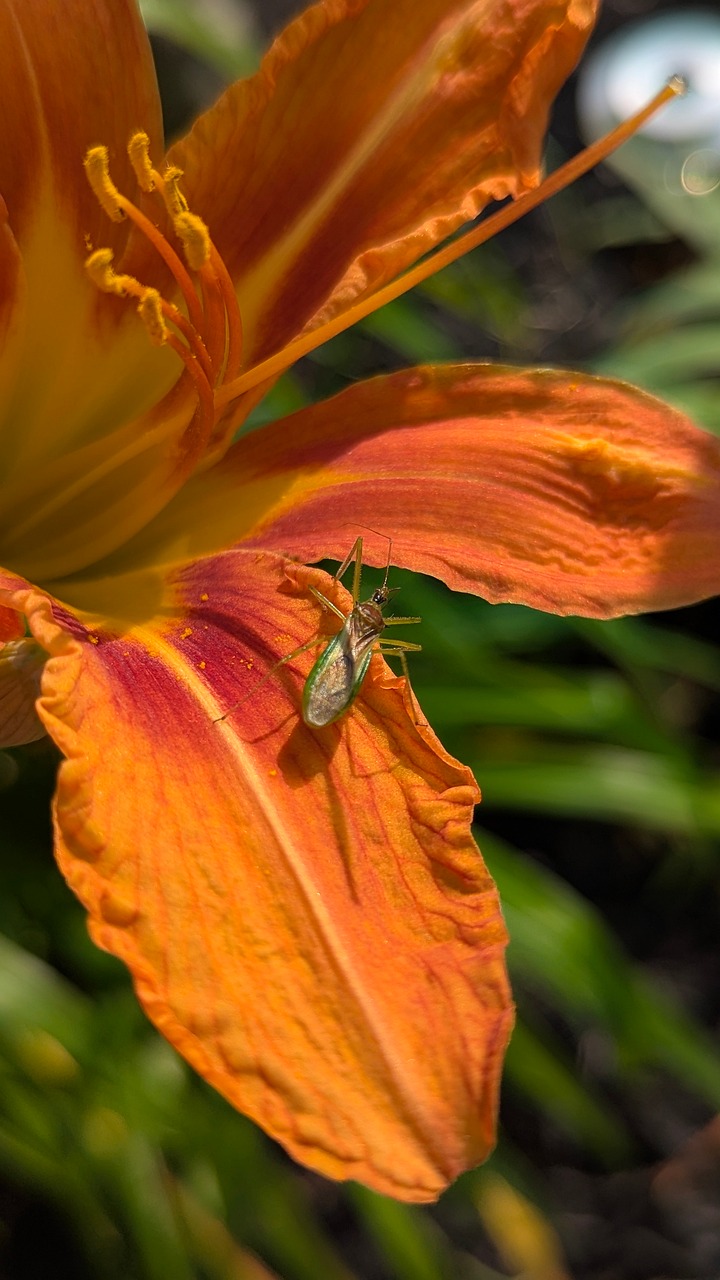 Insect Flower Daylily - Free photo on Pixabay