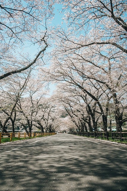 Free Cherryblossoms Nature photo and picture