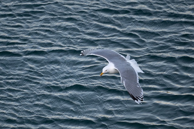 Free Gull Seagull photo and picture