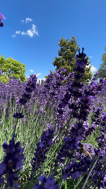 Free Nature Flower photo and picture