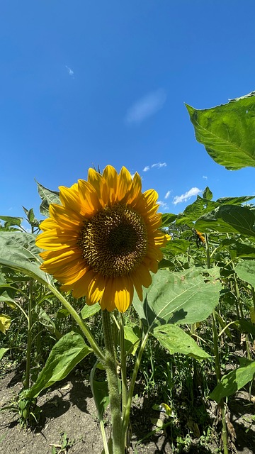Free Sunflower Nature photo and picture