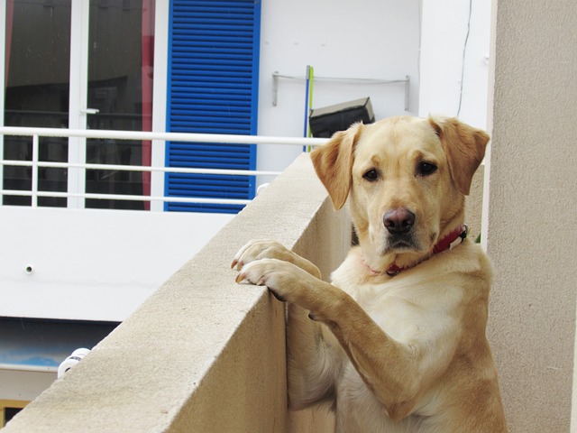 Free Labrador Balcony photo and picture