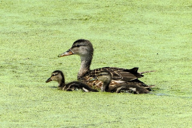 Free Ducklings Chicks photo and picture