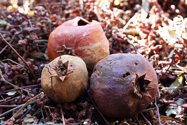 Free Old Pomegranates Spoilt Fruit photo and picture