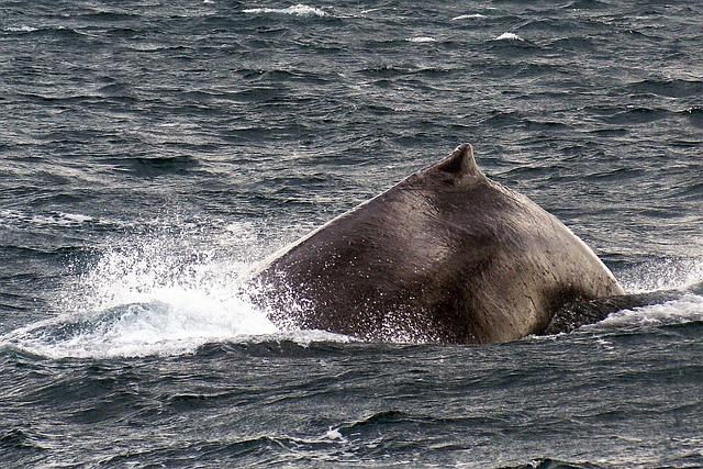 baleine-bosse-rorqual-photo-gratuite-sur-pixabay