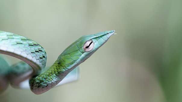Free Ai Generated Snake illustration and picture