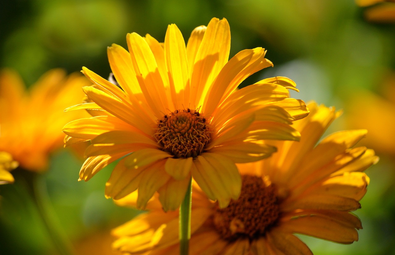18. Blumen und Ziergräser für ein abwechslungsreiches Beet
