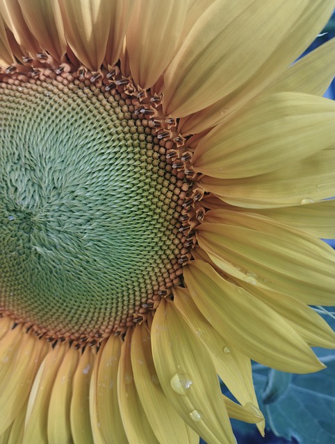 Solsikke, Solsikke Blomst, Sol