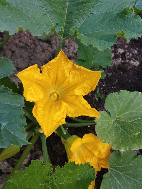 Courgette, Zucchiniblomster, Squash