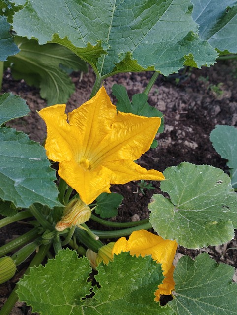 Zucchiniblomster, Courgette, Gul Blomst