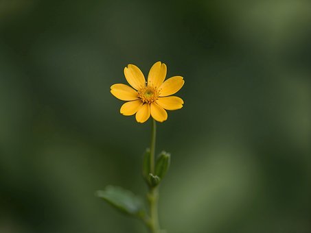 Blomst, Gul, Blomstre, Natur, Plante