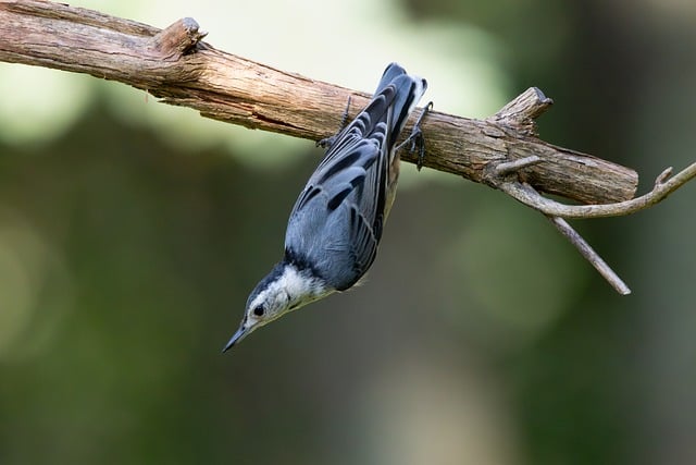 Trepador Azul, Naturaleza, Despegar