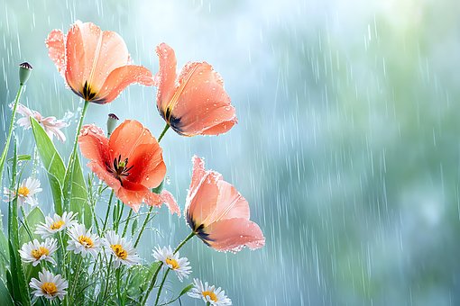 Free Flower Tulip illustration and picture