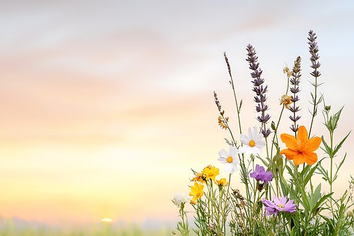 Free Flowers Wildflowers illustration and picture