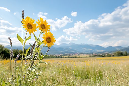 Free Sunflower Flower illustration and picture