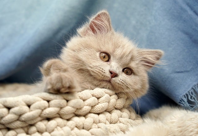 Yeni Batım Takibi British Shorthair Temsilî İlan