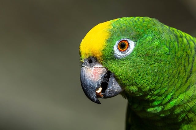 Free Amazon Parrot Nature photo and picture