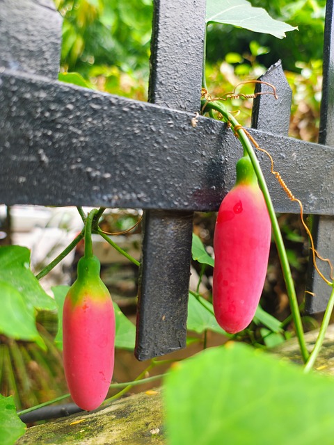 Free Ivy Guard Ripened photo and picture