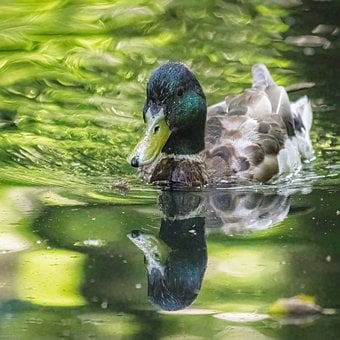 Free Reuss Delta Waterfowl photo and picture