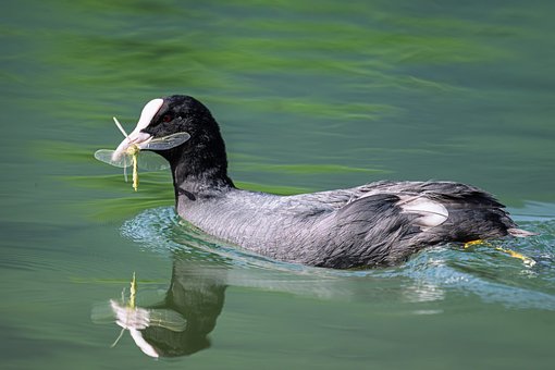 Free Reuss Delta Waterfowl photo and picture