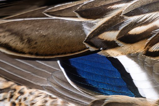 Free Waterfowl Duck photo and picture