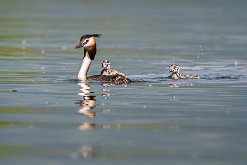 Free Waterfowl Great Crested Grebe photo and picture