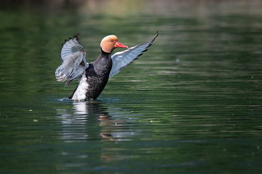 Free Waterfowl Pochard photo and picture