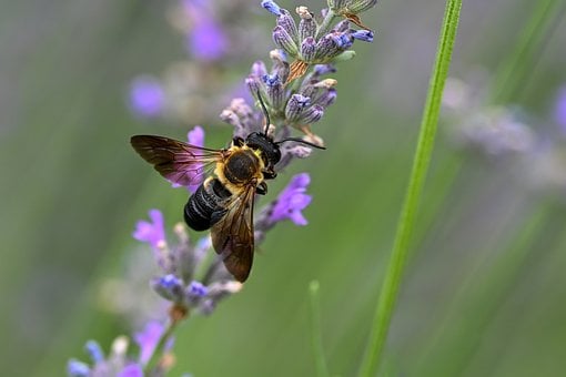 Künstlerbiene, Riesige Künstlerbiene