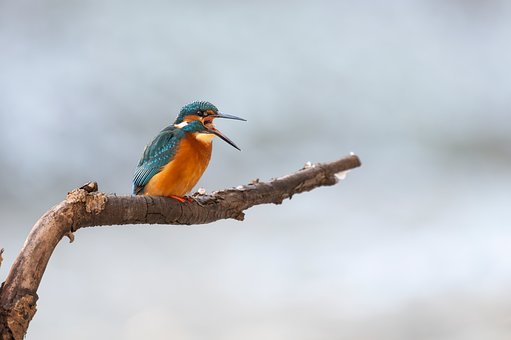 Free Kingfisher Nature photo and picture