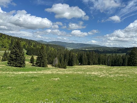 Free Schwarzwald Forest photo and picture