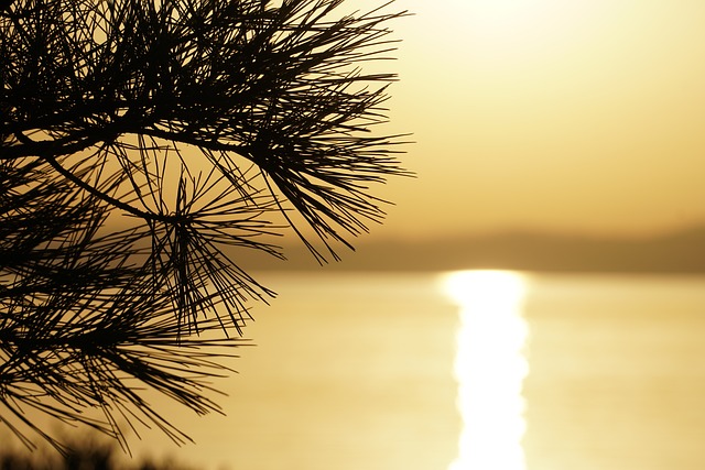 Atardecer, Naturaleza, Vista, Árbol