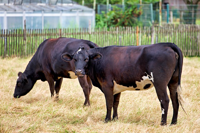 Free Animals Nature photo and picture
