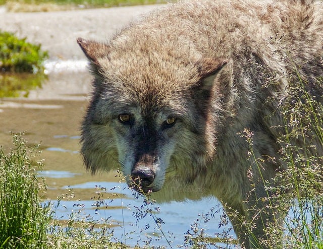 Free Wolf Nature photo and picture
