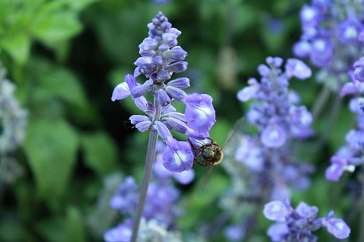 Free Bee Insect photo and picture