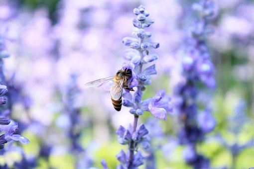 Free Bee Flower photo and picture