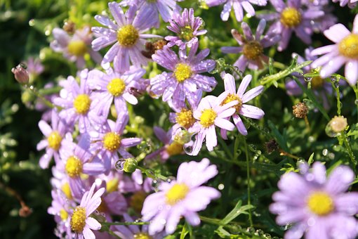 Free Flower Nature photo and picture