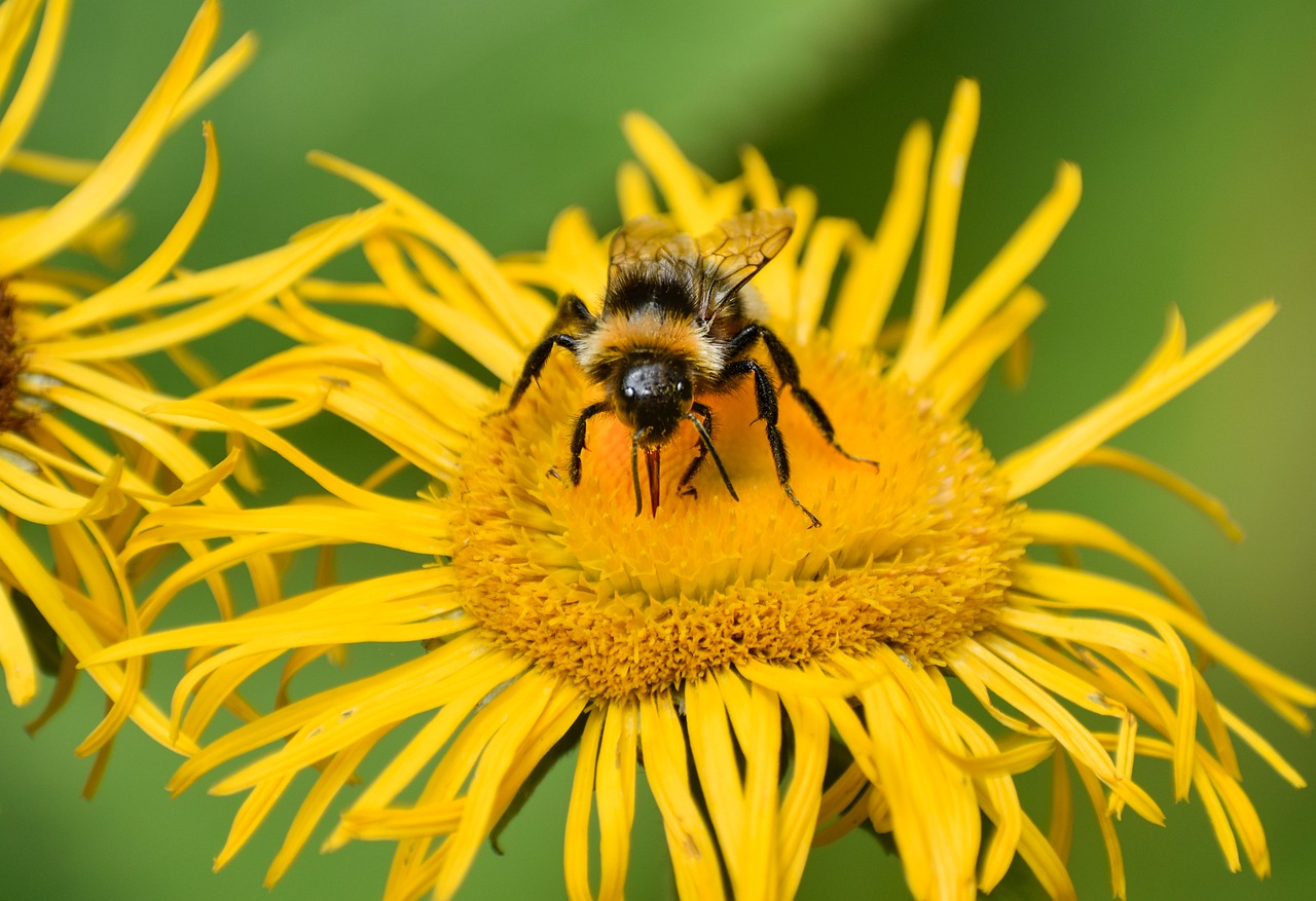 Flower Insect Bumblebee - Free photo on Pixabay