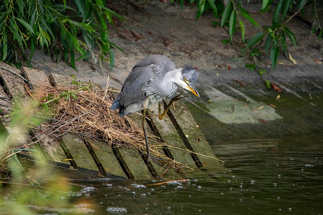 Free Heron Nature photo and picture