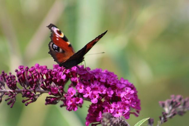 Free Buddleia Purple photo and picture