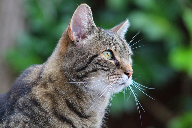 Free Feline Pet photo and picture