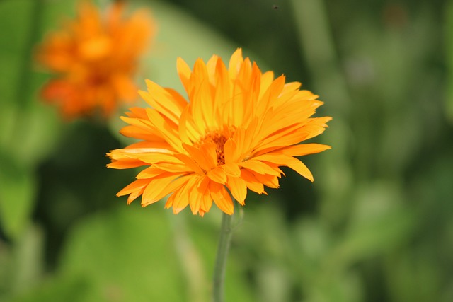 Free Flower Nature photo and picture