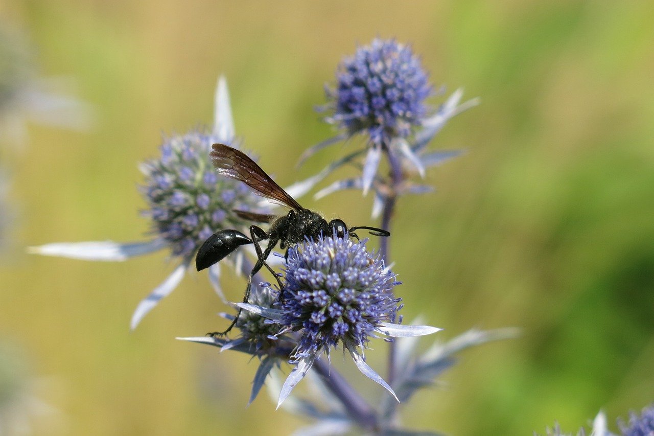 Digger Wasp Insect Nature Free Photo On Pixabay Digger Wasp 9720141 1280
